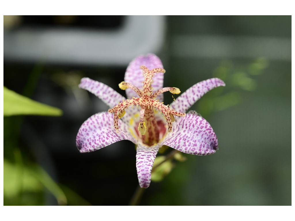 TRICYRTIS cf.STOLONIFERA TW3755 TRICYRTIS cf.STOLONIFERA TW3755