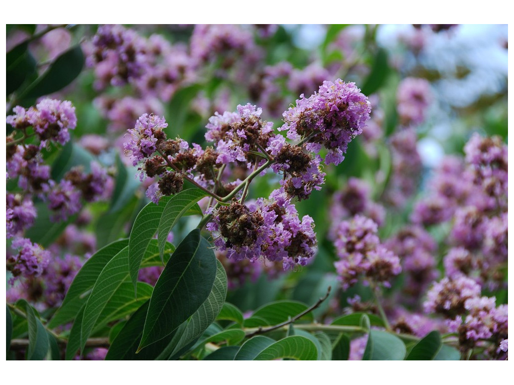 LAGERSTROEMIA LIMII LAGERSTROEMIA LIMII