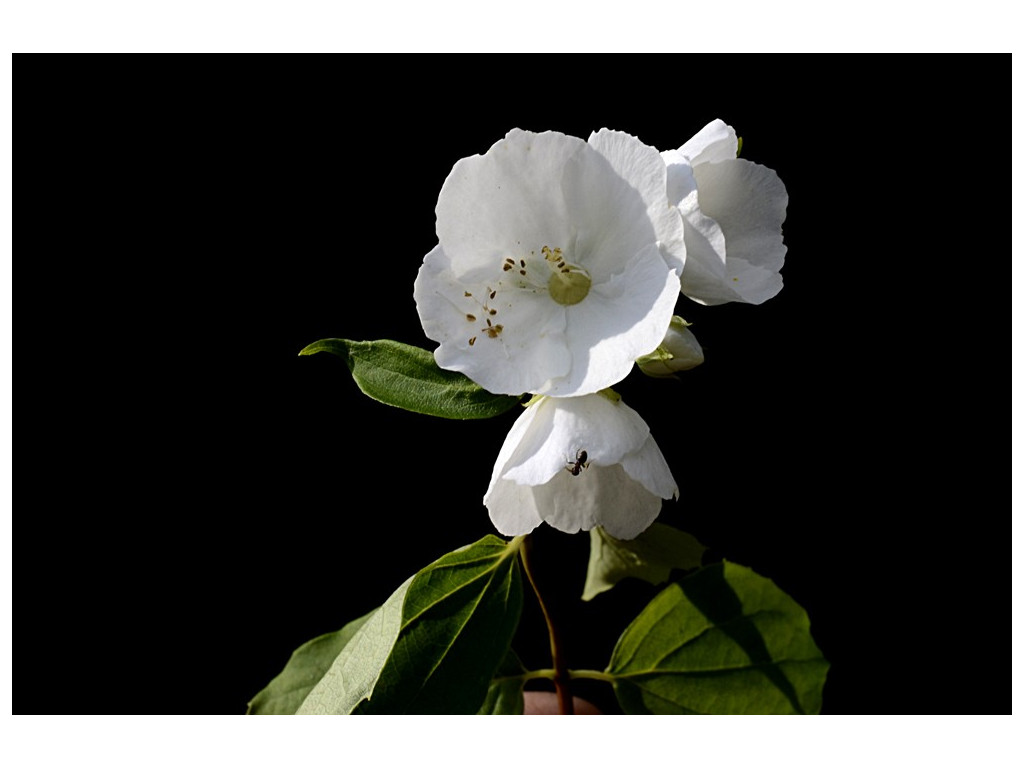 PHILADELPHUS TRIFLORUS PHILADELPHUS TRIFLORUS