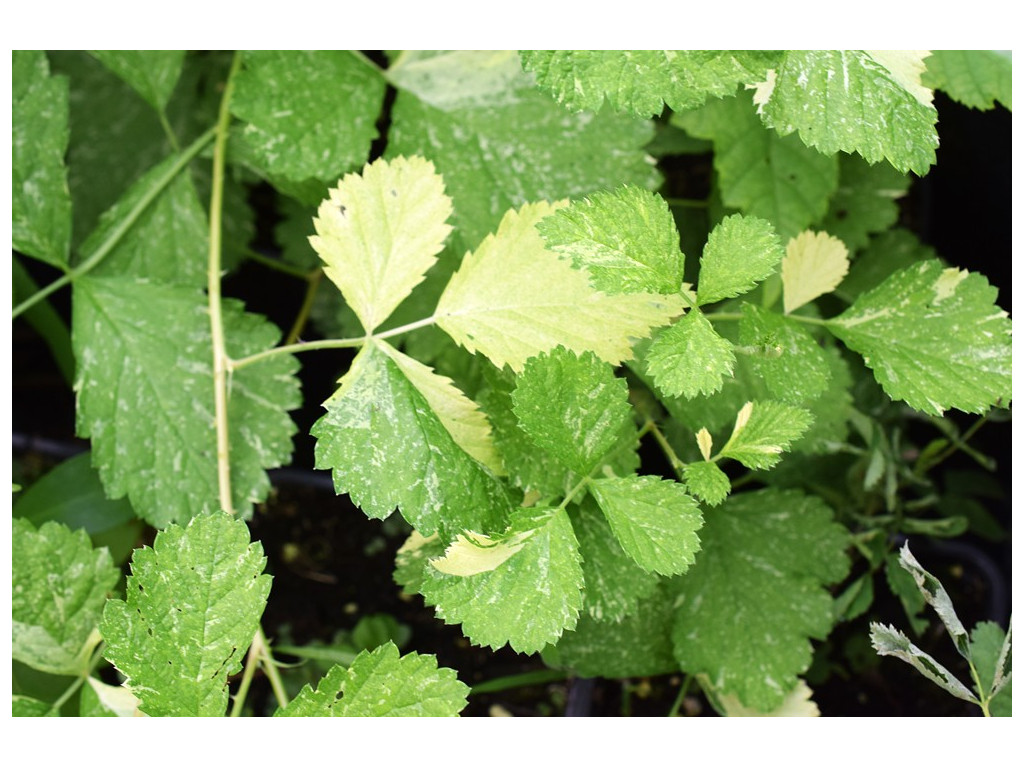 RUBUS PARVIFOLIUS 'KUSACHI'
