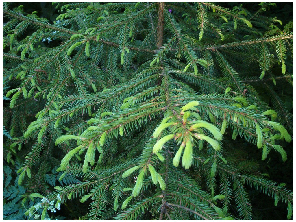 PICEA KORAIENSIS RU5446 PICEA KORAIENSIS RU5446
