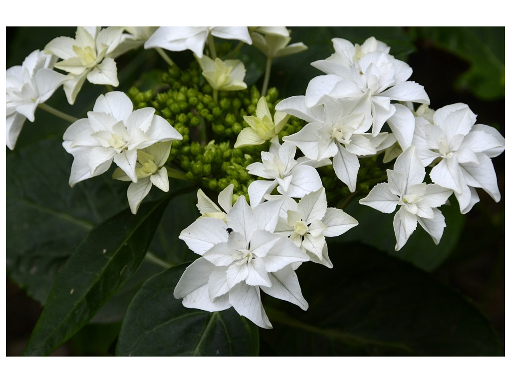 HYDRANGEA 'TOKYO STAR'