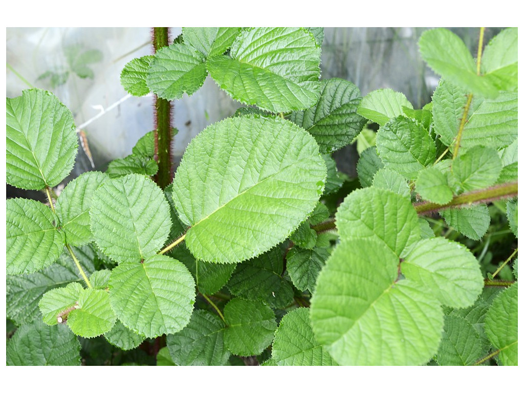 RUBUS ELLIPTICUS RUBUS ELLIPTICUS