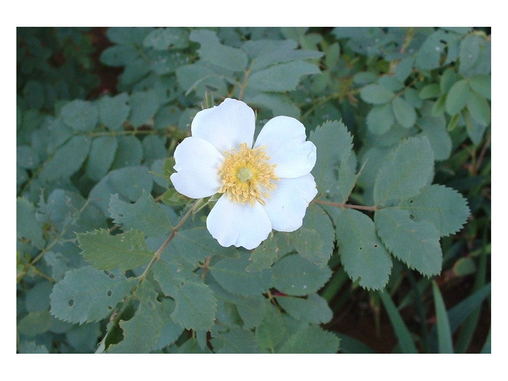 ROSA FEDTSCHENKOANA ROSA FEDTSCHENKOANA