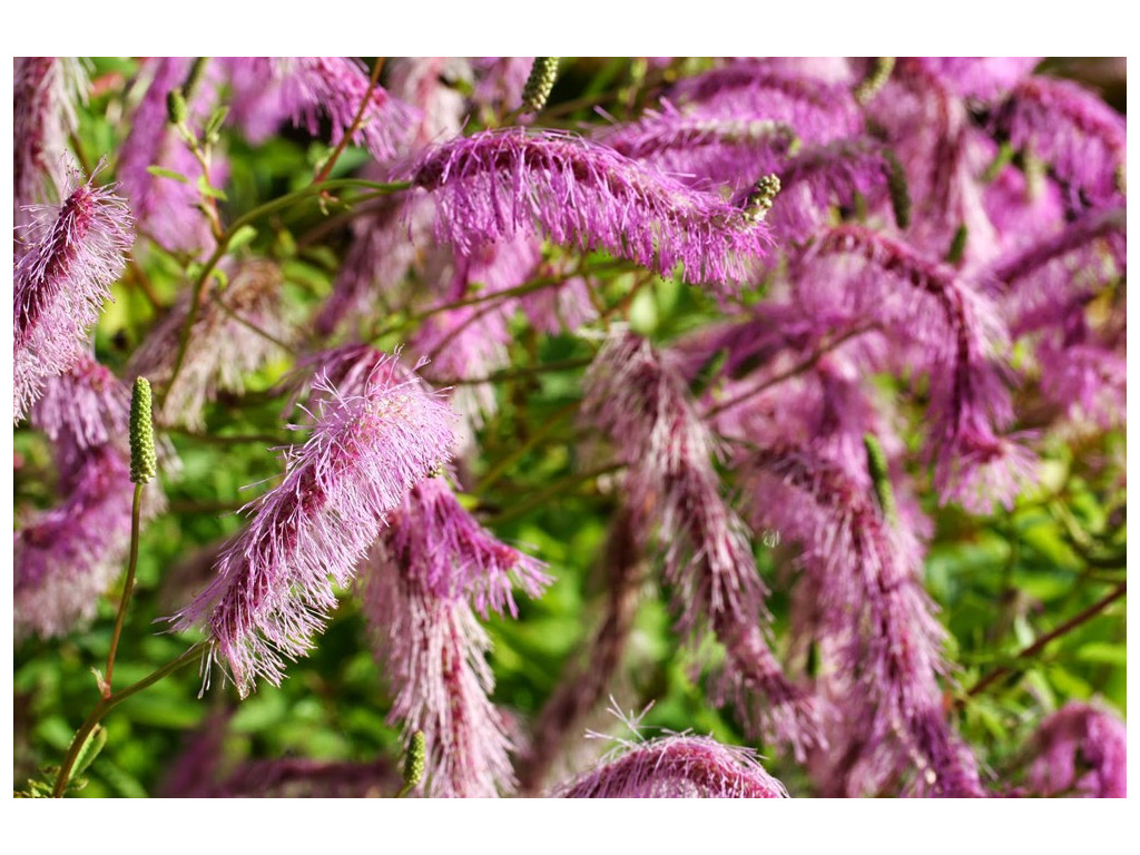 SANGUISORBA JAPONENSIS SANGUISORBA JAPONENSIS