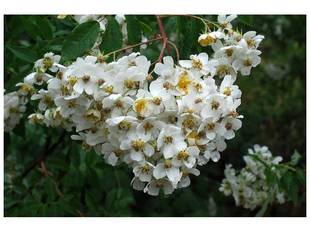 ROSA FILIPES CBCH158