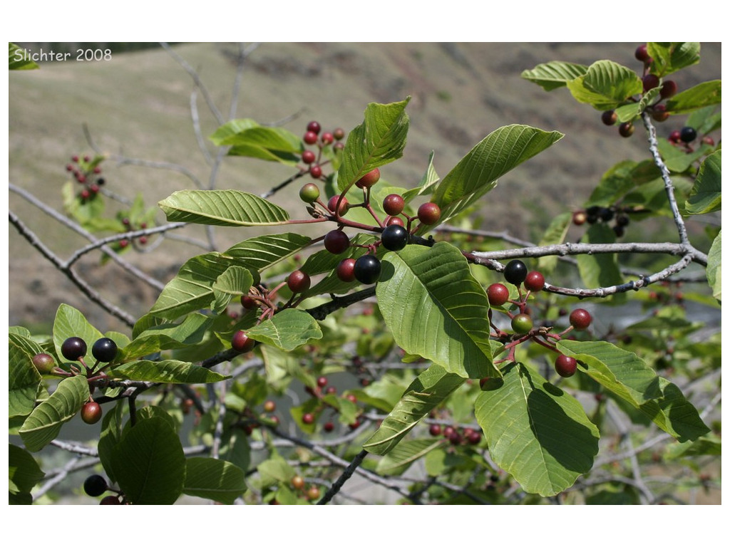 RHAMNUS PURSHIANA US5723