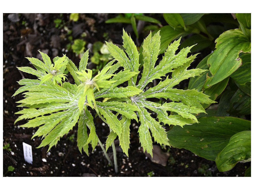 SYNEILESIS PALMATA 'HOUOU' SYNEILESIS PALMATA 'HOUOU'