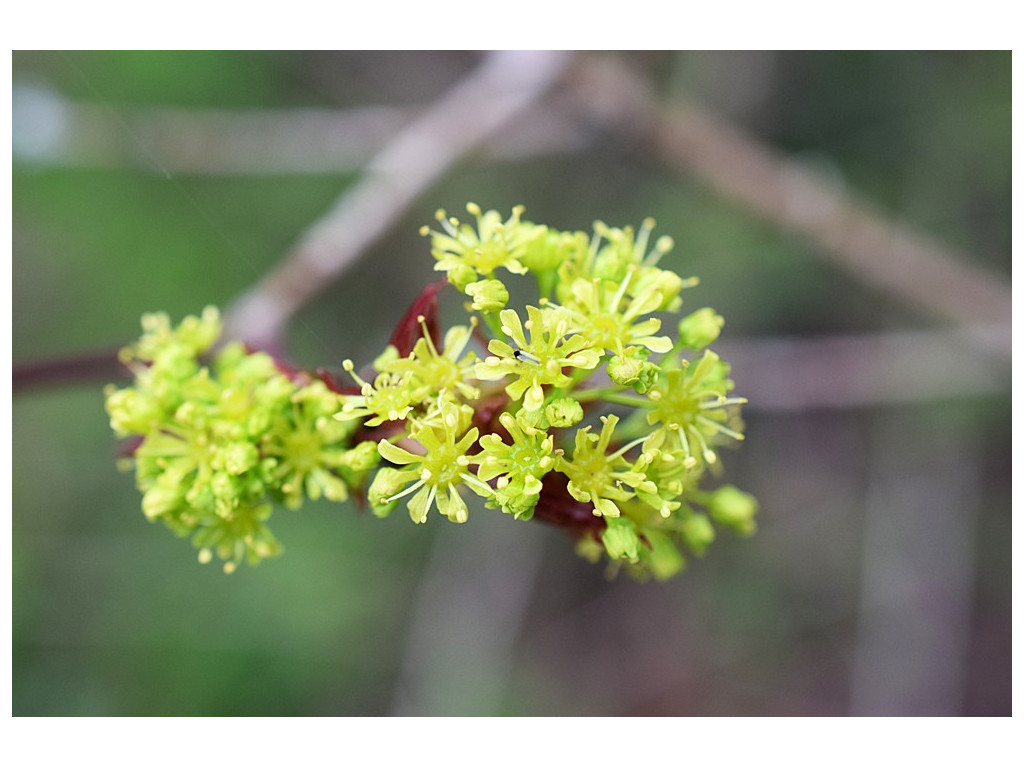 ACER MONO var.MARMORATUM f.DISSECTUM CBJP943