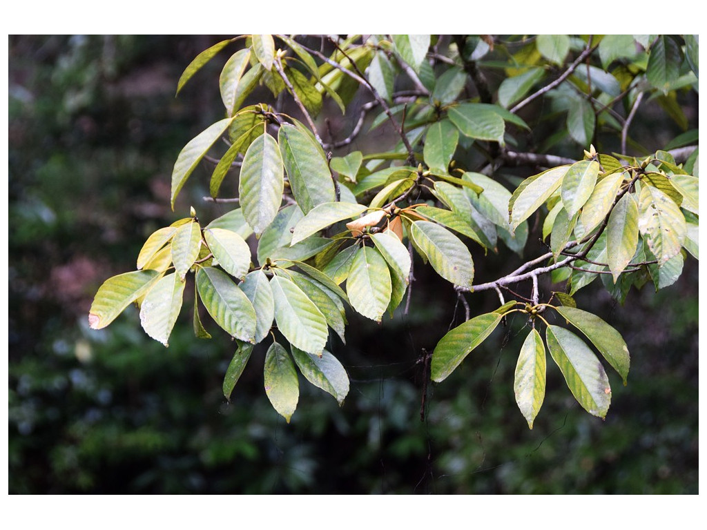 QUERCUS GLAUCA CBJP