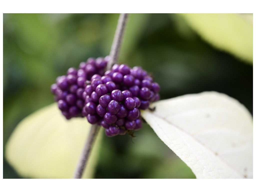 CALLICARPA ACUMINATA CALLICARPA ACUMINATA
