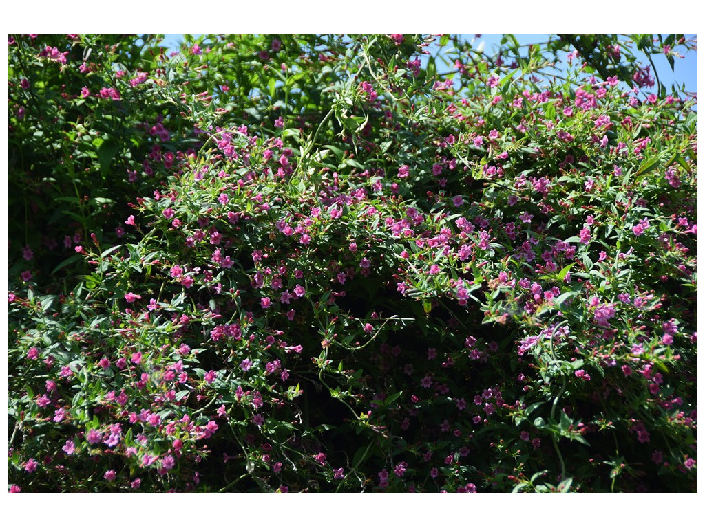 JASMINUM BEESIANUM JASMINUM BEESIANUM