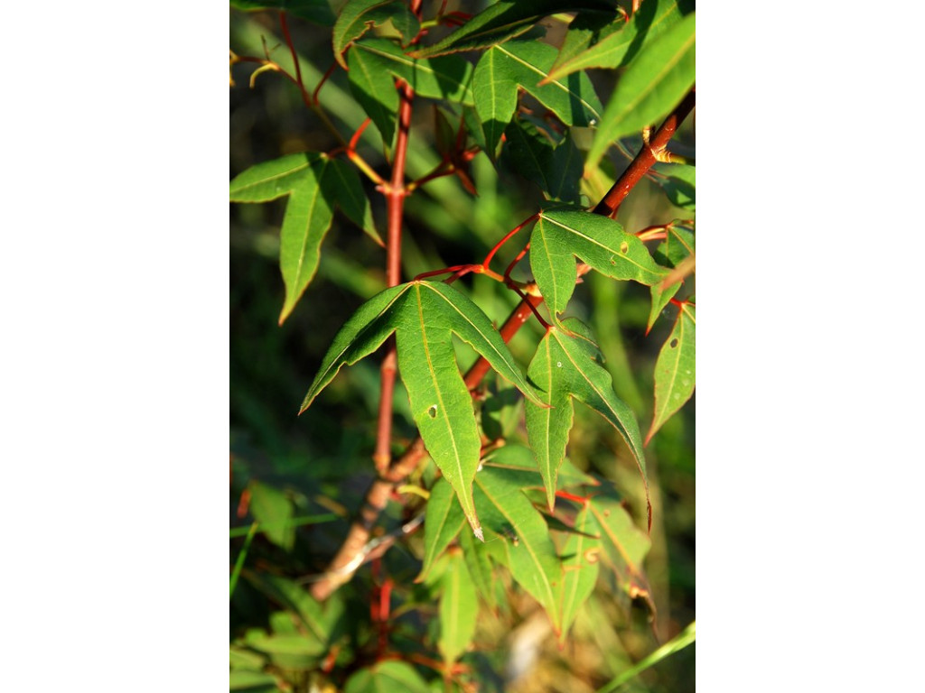 ACER TUTCHERI ACER TUTCHERI