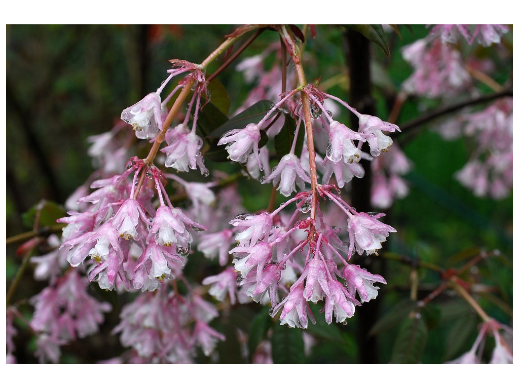 STAPHYLEA HOLOCARPA var.ROSEA W/O-7274 STAPHYLEA HOLOCARPA var.ROSEA W/O-7274