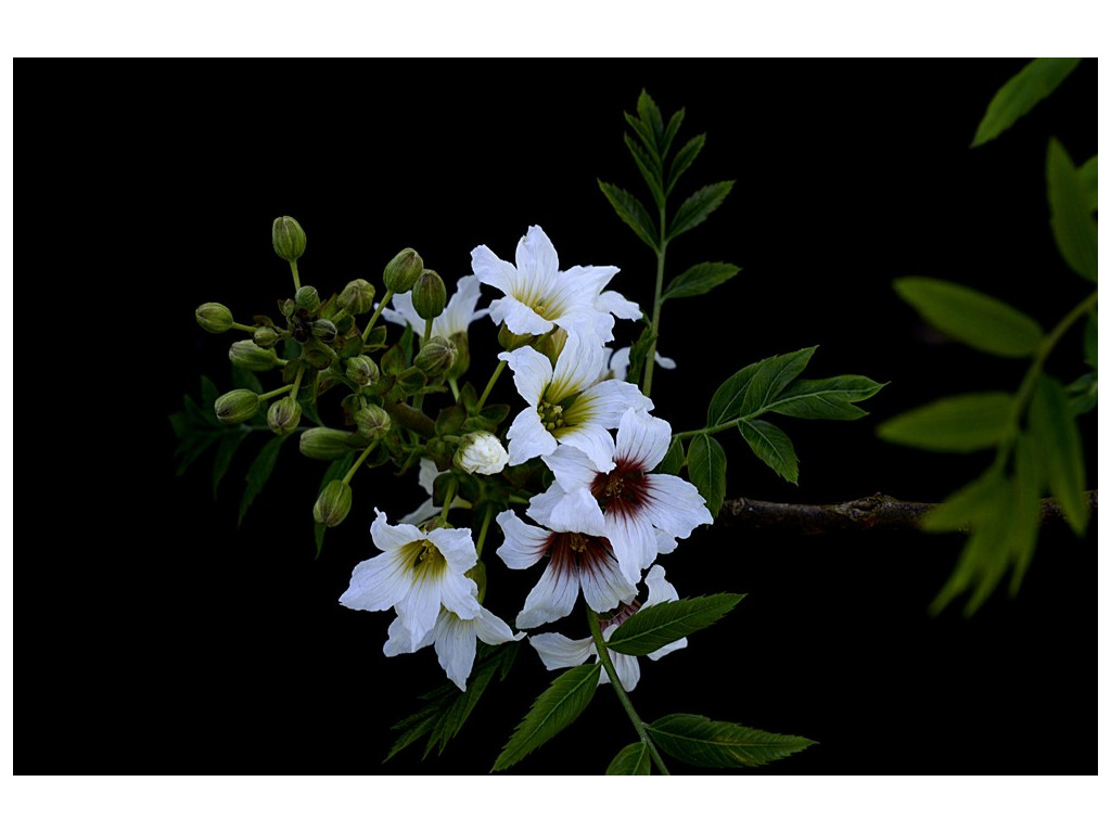 XANTHOCERAS SORBIFOLIUM CH5767 XANTHOCERAS SORBIFOLIUM CH5767