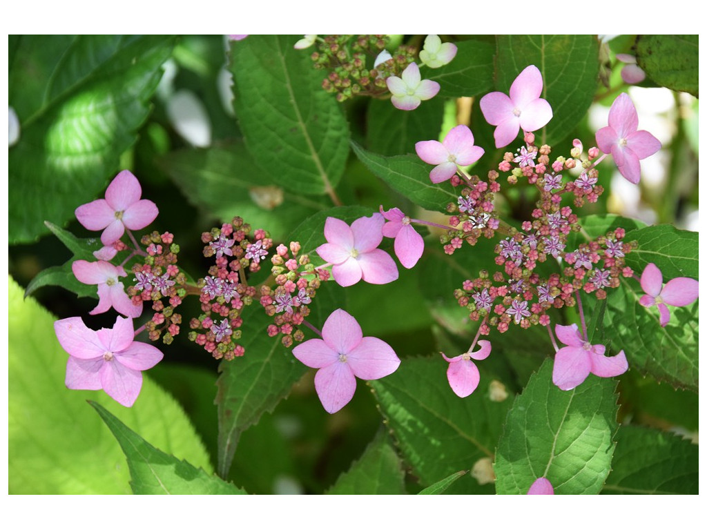 HYDRANGEA SERRATA 'CRUG SO COOL' BSWJ6241b HYDRANGEA SERRATA 'CRUG SO COOL' BSWJ6241b