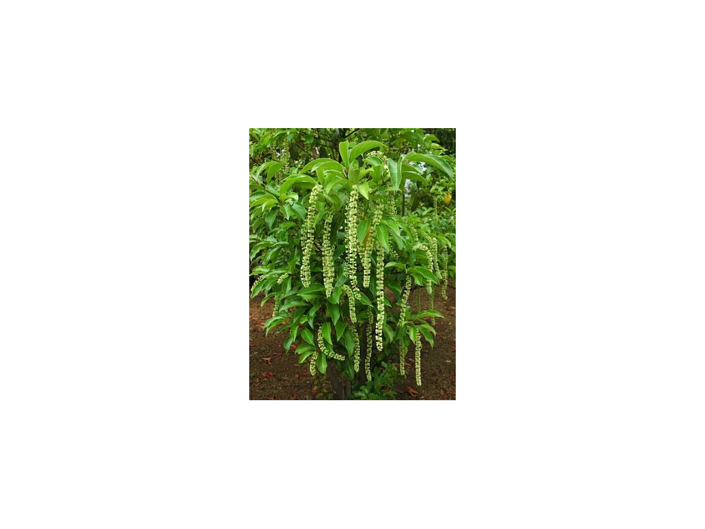 ITEA YUNNANENSIS ITEA YUNNANENSIS