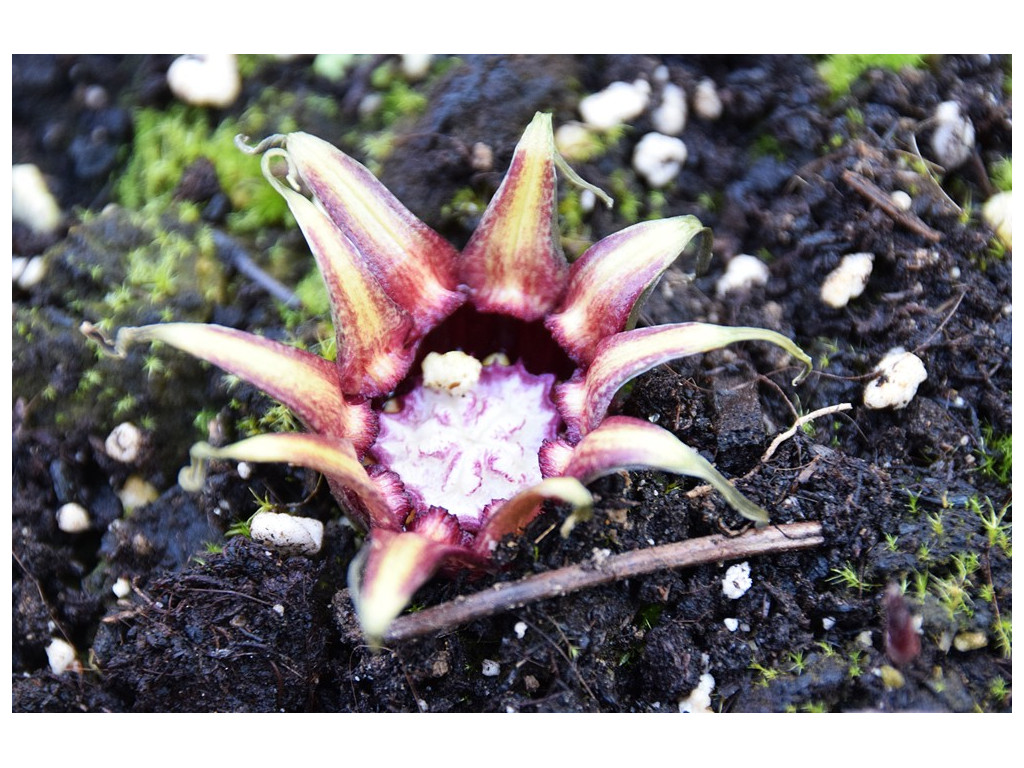 ASPIDISTRA PULCHELLA ASPIDISTRA PULCHELLA