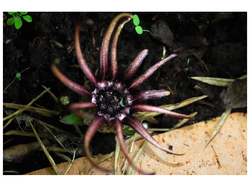 ASPIDISTRA GRANDIFLORA