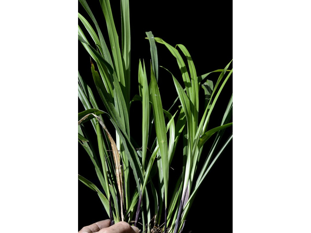 ASPIDISTRA HAINANENSIS