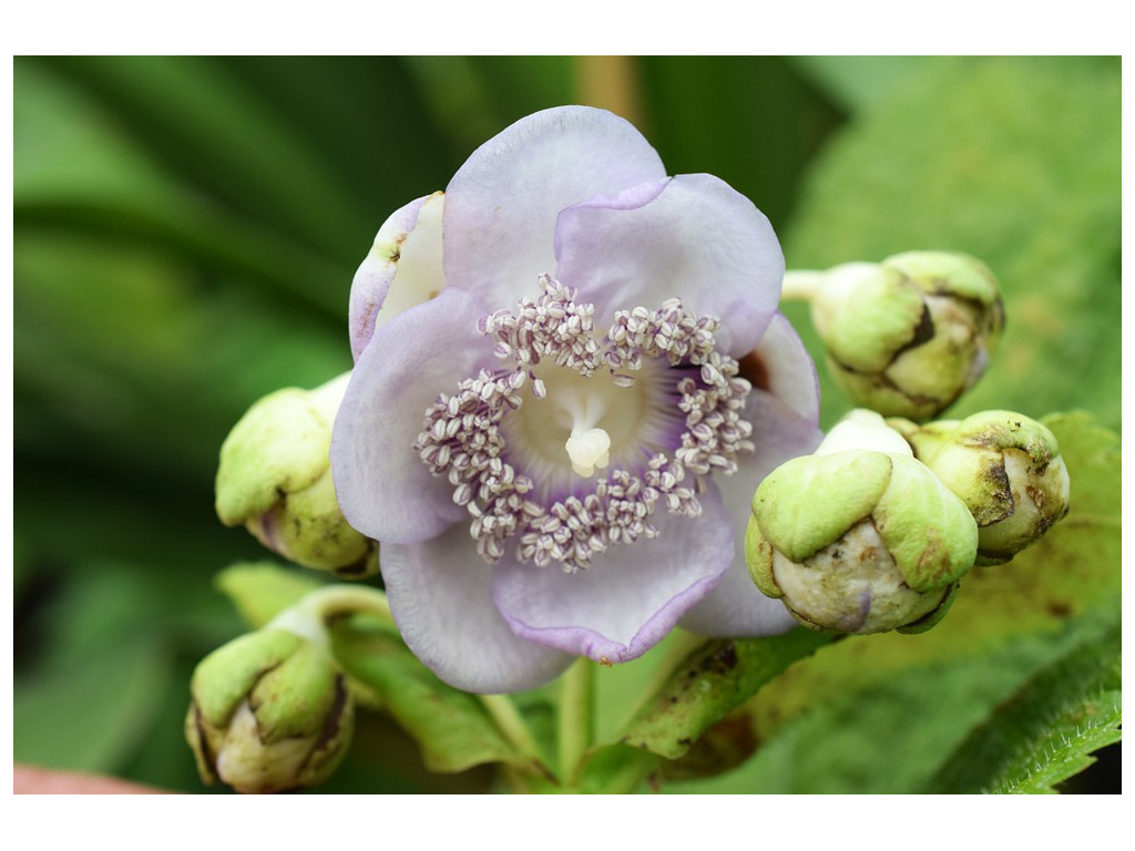DEINANTHE BIFIDA x CAERULEA 'BLUE BLUSH' DEINANTHE BIFIDA x CAERULEA 'BLUE BLUSH'