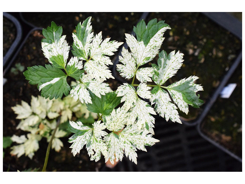 ACTAEA SIMPLEX 'AOBA' ACTAEA SIMPLEX 'AOBA'