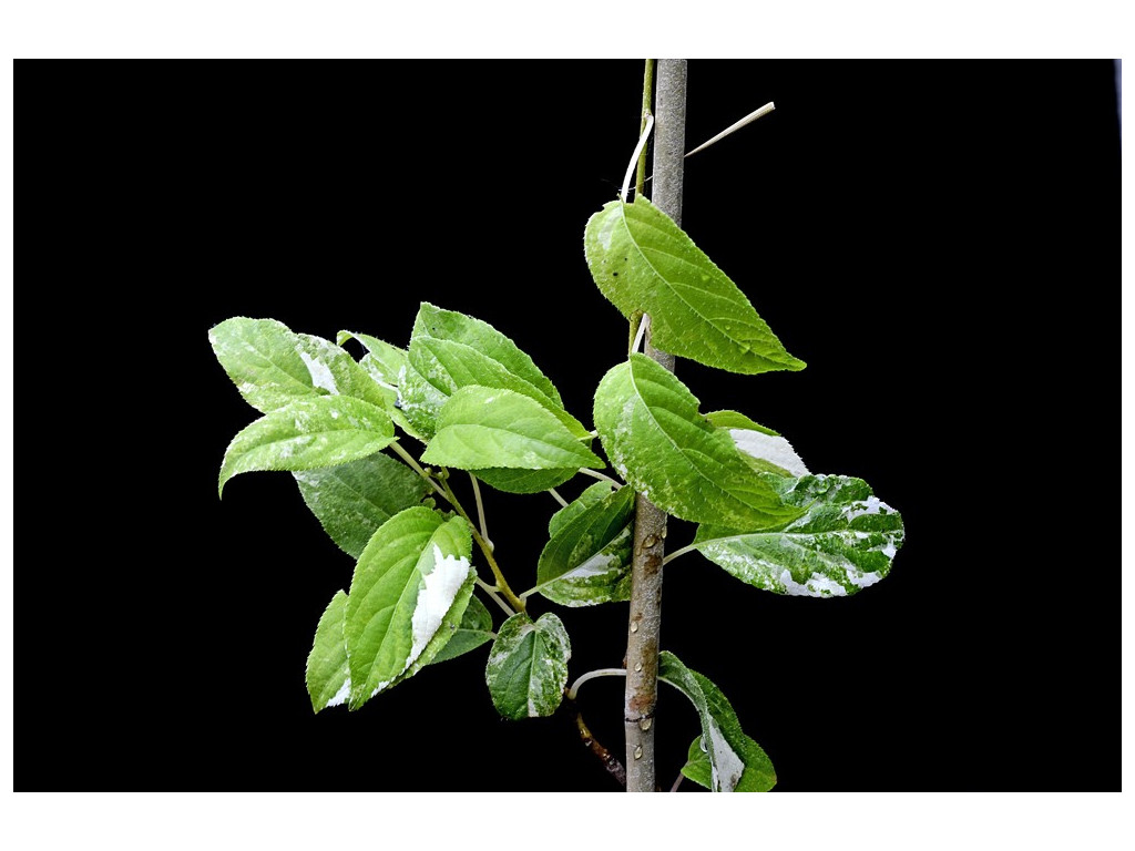 ACTINIDIA ARGUTA 'KOYUKI' ACTINIDIA ARGUTA 'KOYUKI'