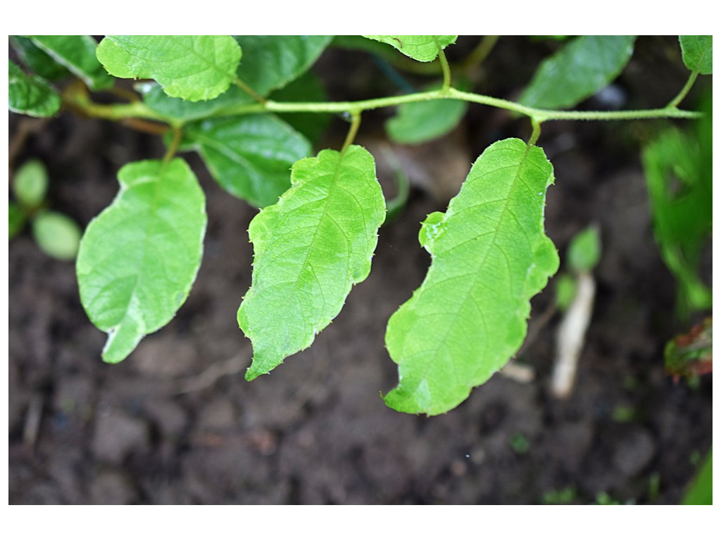 ACTINIDIA ARGUTA 'OKASHII' ACTINIDIA ARGUTA 'OKASHII'