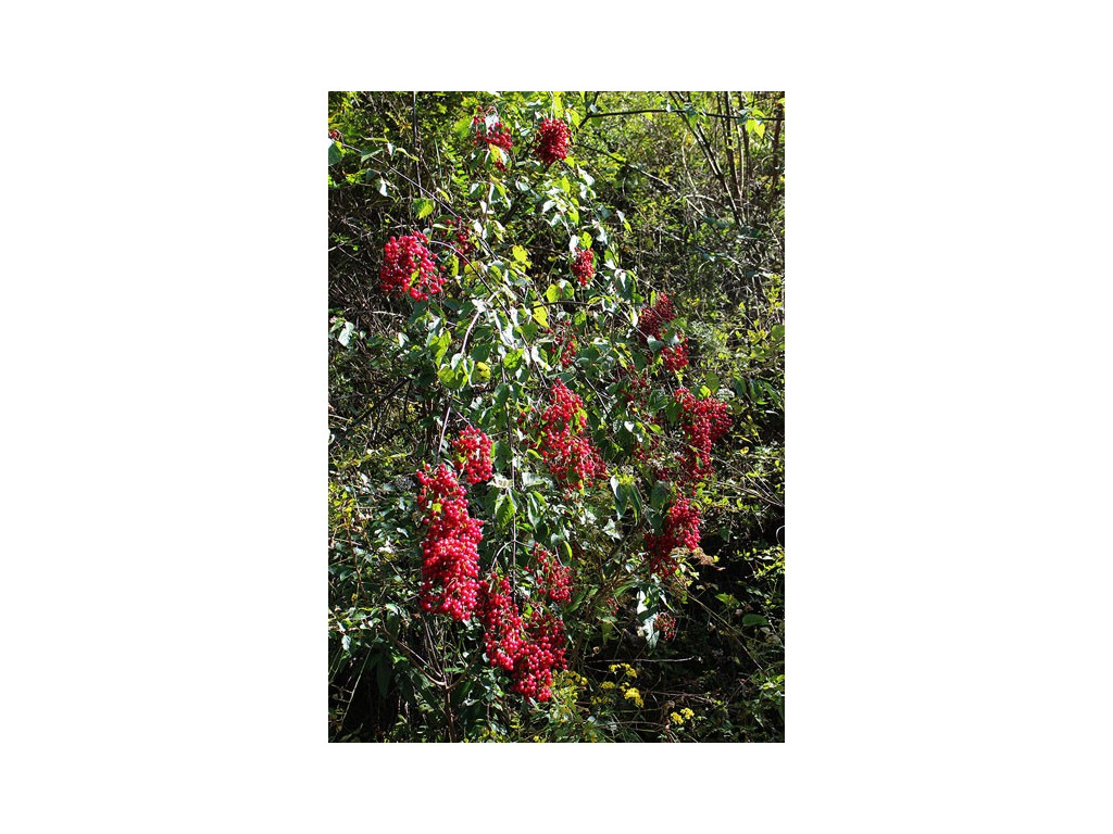 VIBURNUM BO15-223 VIBURNUM BO15-223