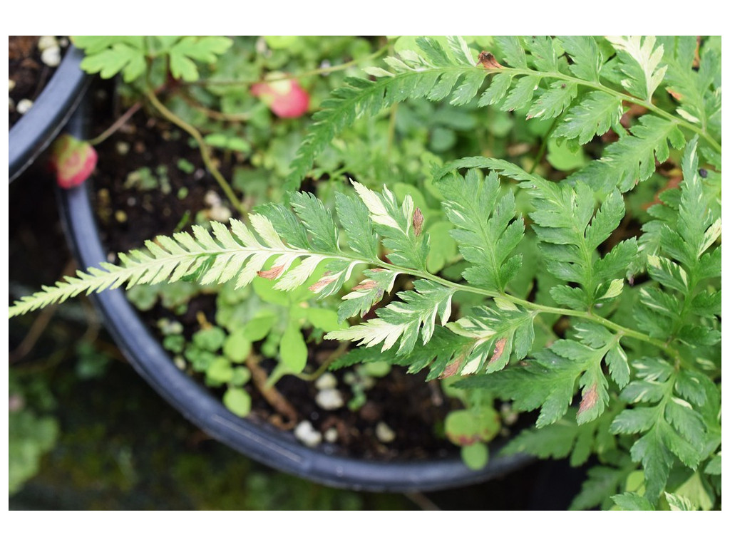ATHYRIUM NIPONICUM 'MARBLE STAR' ATHYRIUM NIPONICUM 'MARBLE STAR'