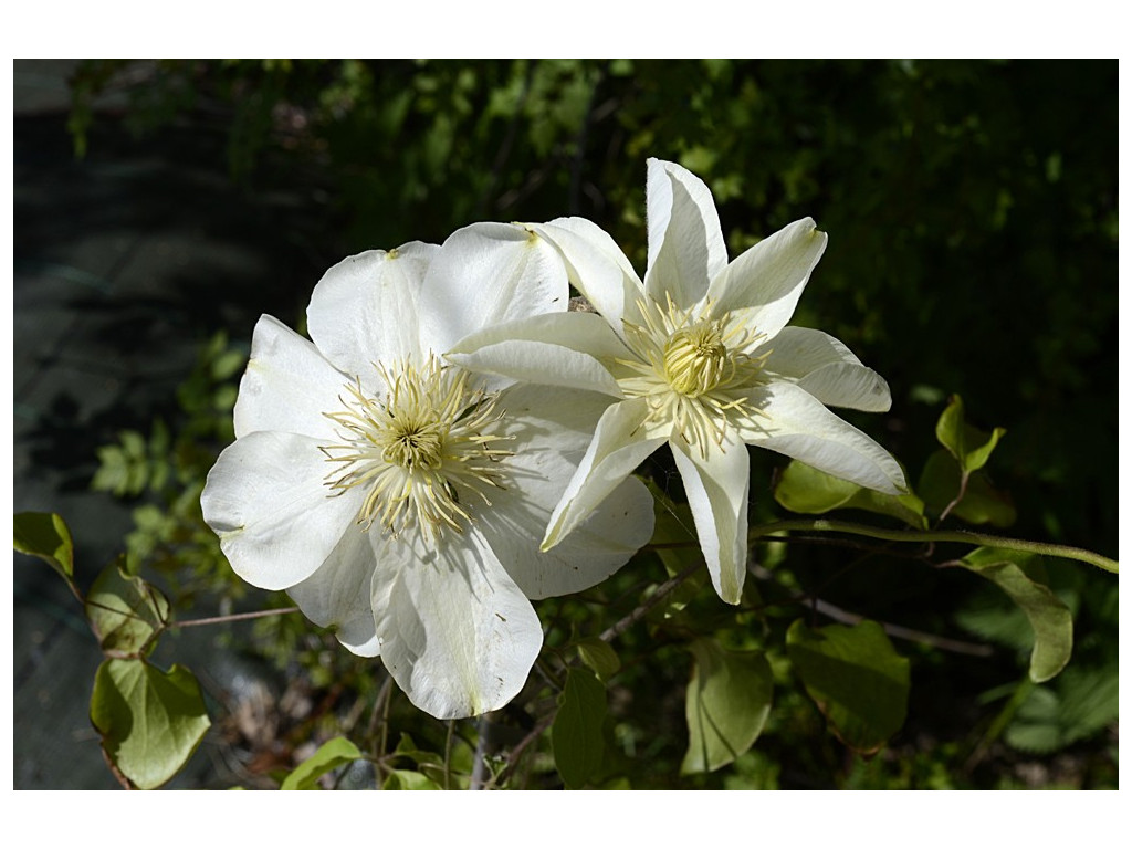CLEMATIS PATENS CLEMATIS PATENS