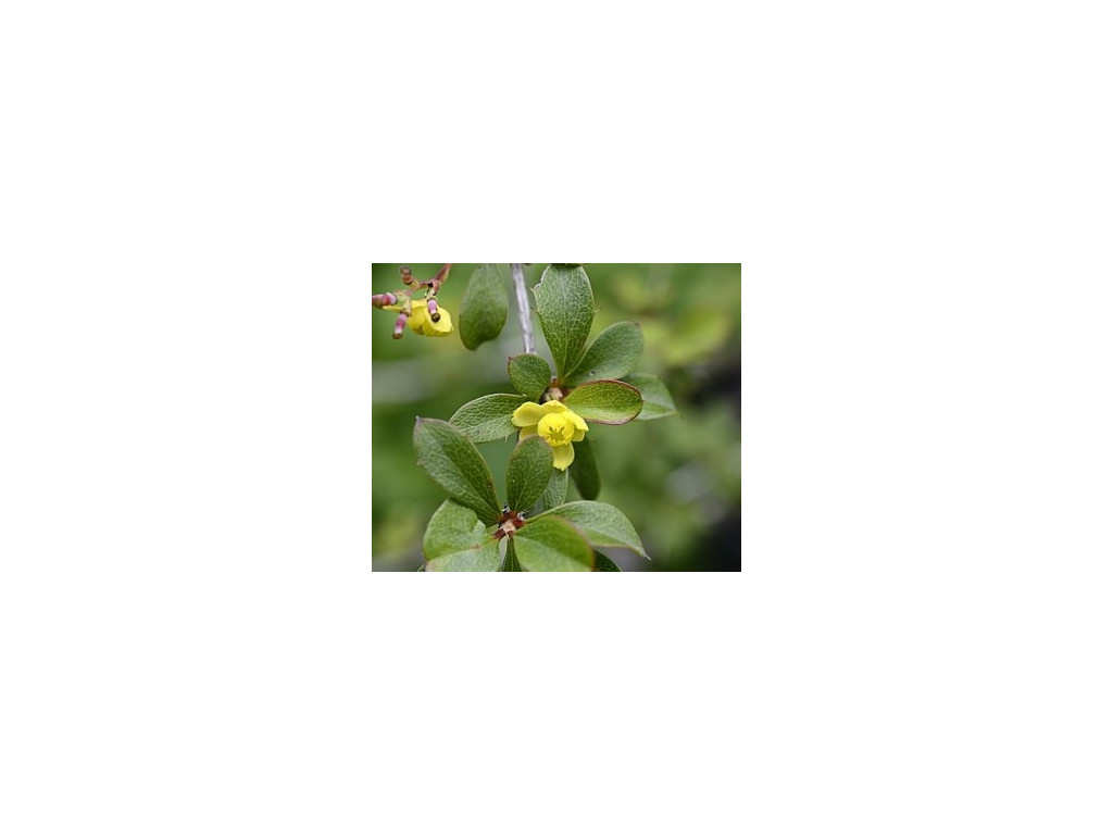 BERBERIS AGGREGATA BERBERIS AGGREGATA