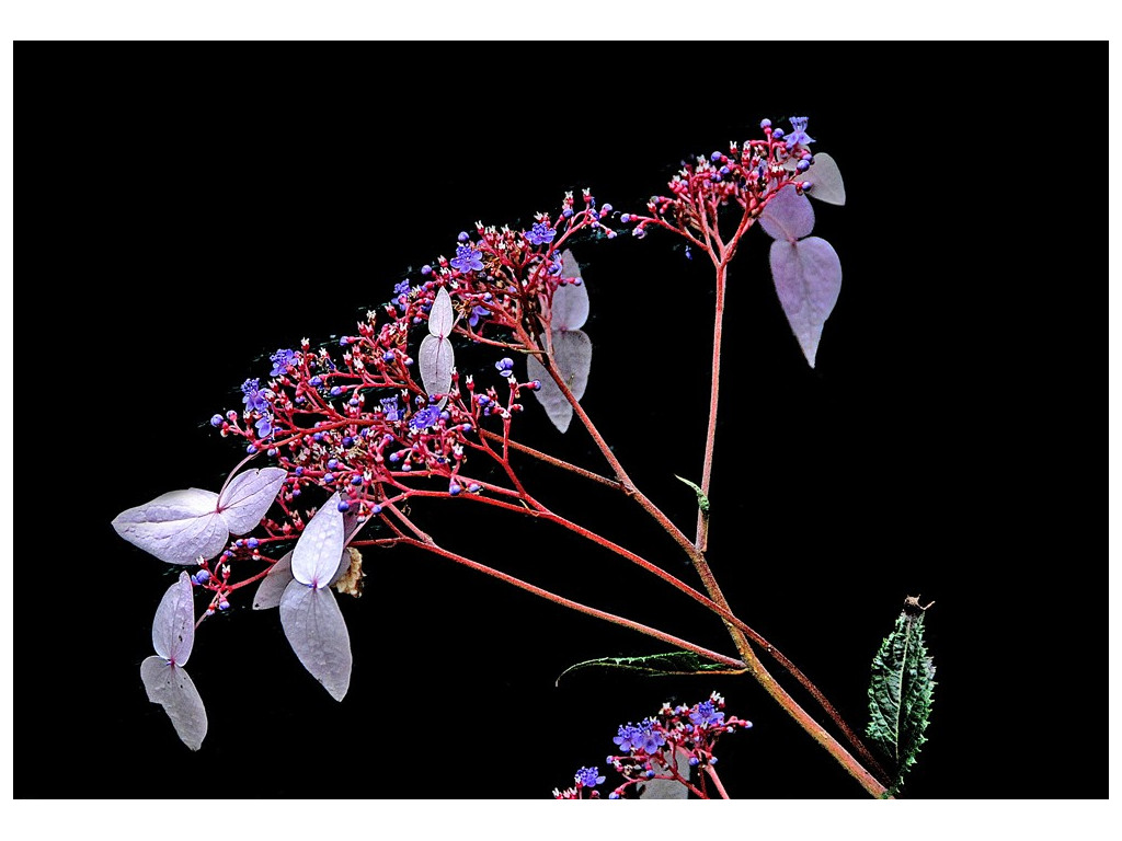 CARDIANDRA FORMOSANA CARDIANDRA FORMOSANA