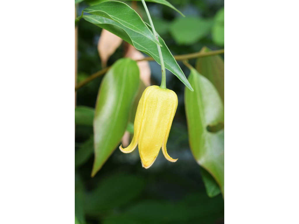 CLEMATIS OTOPHORA CLEMATIS OTOPHORA