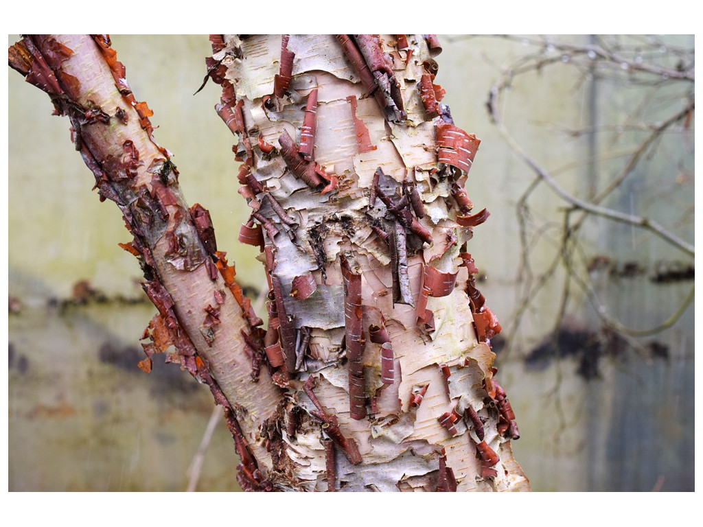 BETULA DAVURICA CBKR2173 BETULA DAVURICA CBKR2173
