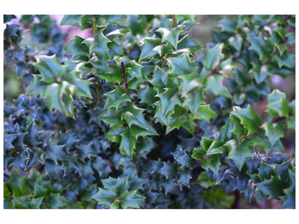 ILEX PERNYI 'COMPACTA' ILEX PERNYI 'COMPACTA'
