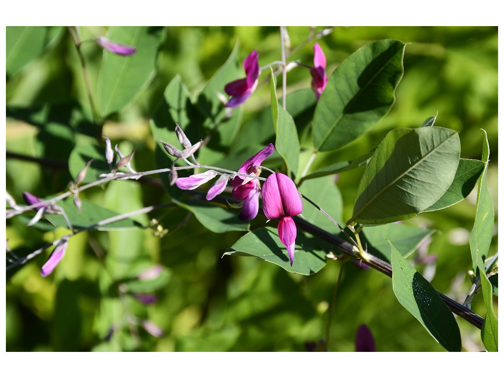 LESPEDEZA THUNBERGII LESPEDEZA THUNBERGII
