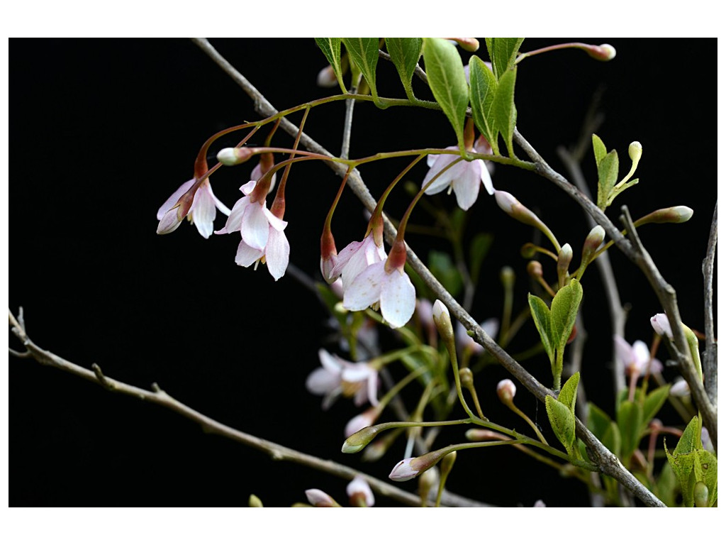 STYRAX JAPONICA 'PINK CHIMES' ('Benibana-issai-egonoki') STYRAX JAPONICA 'PINK CHIMES' ('Benibana-issai-egonoki')