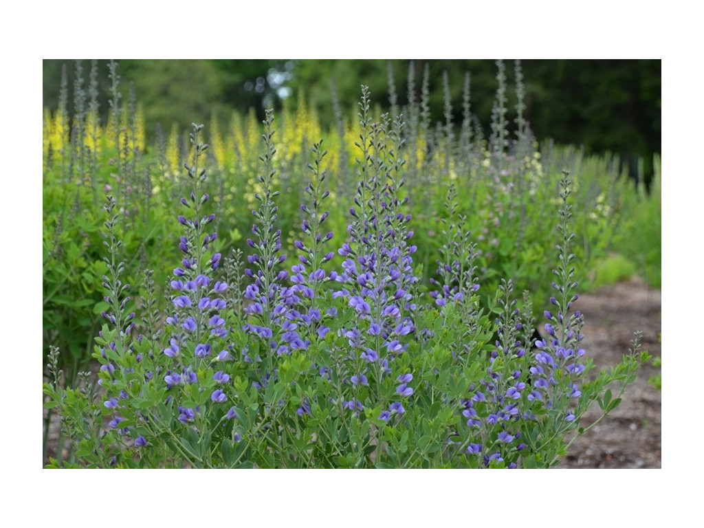 BAPTISIA AUSTRALIS var.MINOR US5756 BAPTISIA AUSTRALIS var.MINOR US5756
