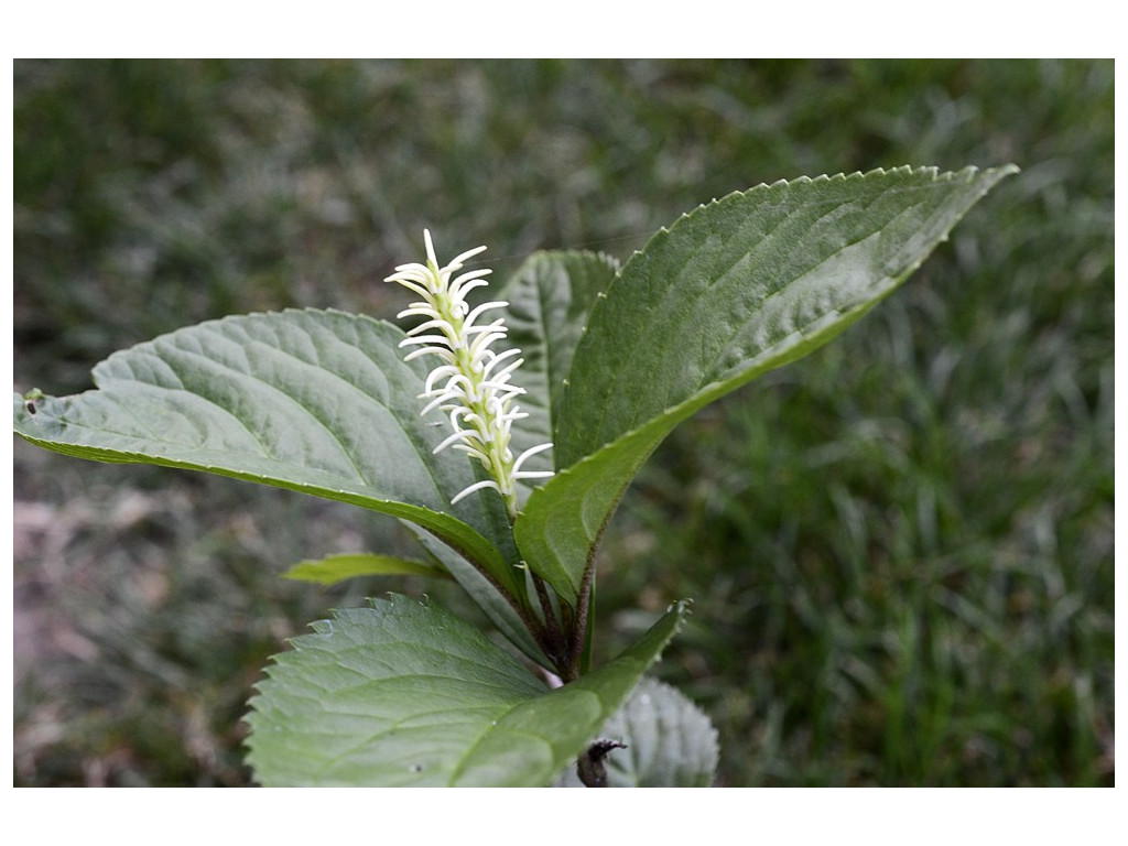 CHLORANTHUS FORTUNEI