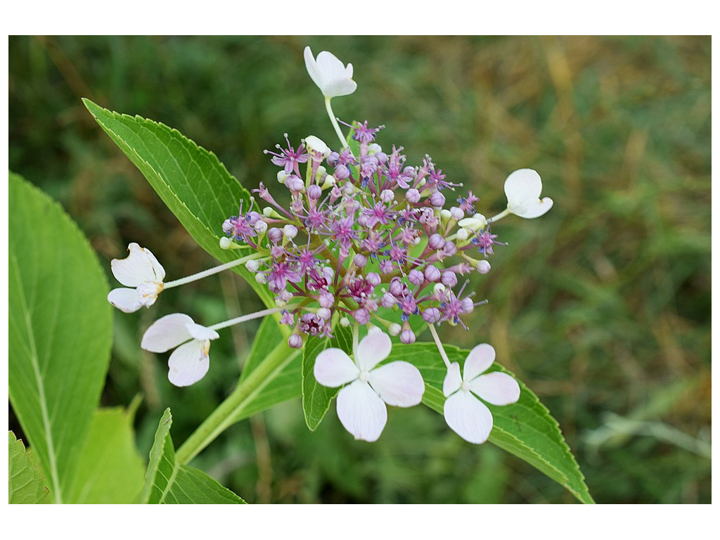 HYDRANGEA MACROPHYLLA 'HATSU-HIME' HYDRANGEA MACROPHYLLA 'HATSU-HIME'