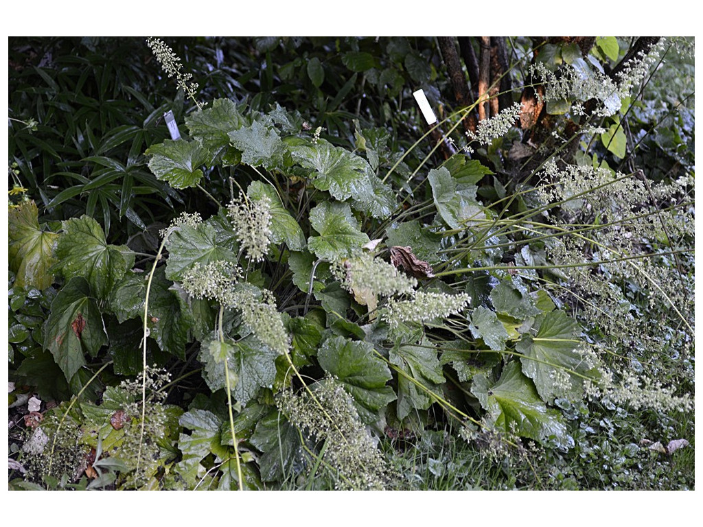 HEUCHERA MACRORHIZA US6140 HEUCHERA MACRORHIZA US6140