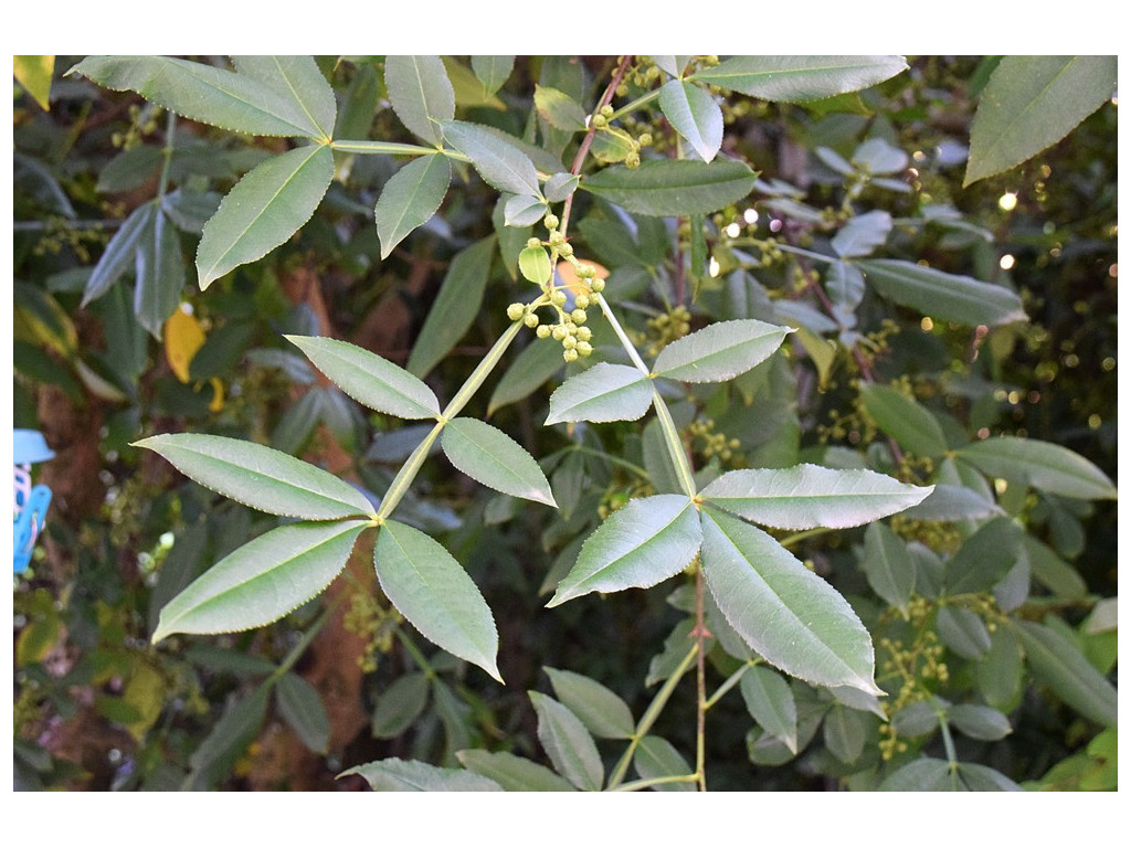 ZANTHOXYLUM ALATUM var.SUBTRIFOLIATUM JP1977 ZANTHOXYLUM ALATUM var.SUBTRIFOLIATUM JP1977