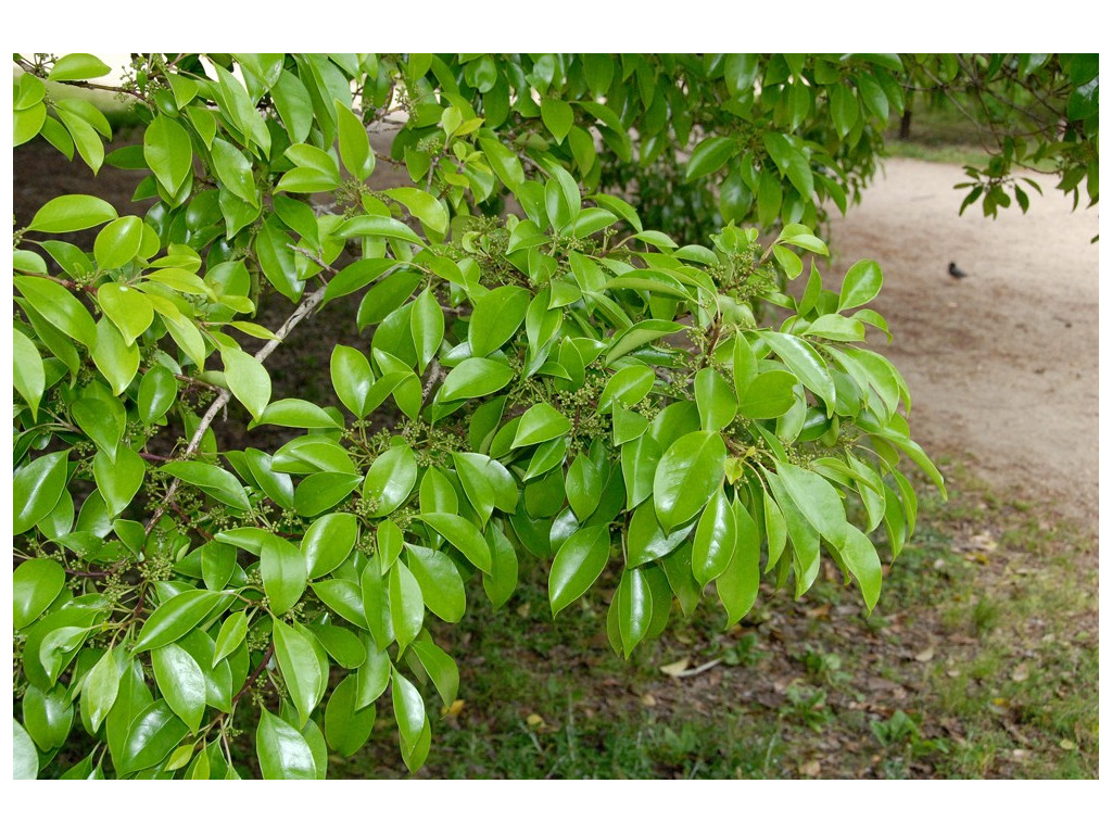 ILEX ROTUNDA JP5601 ILEX ROTUNDA JP5601