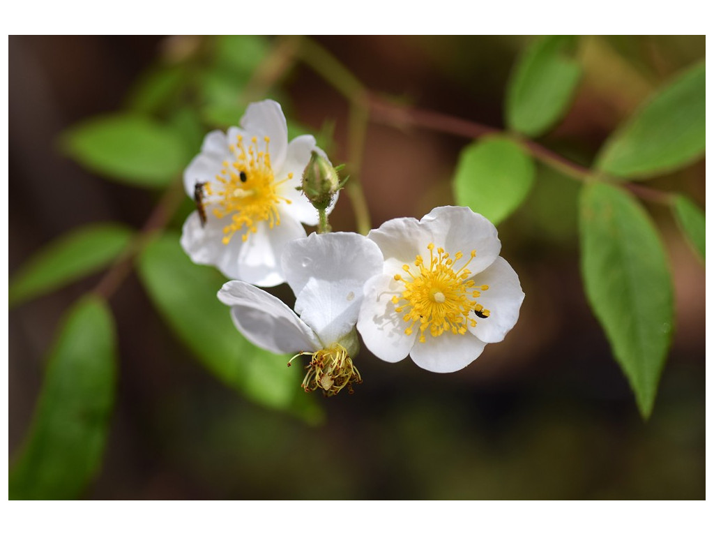 ROSA HELENAE ROSA HELENAE
