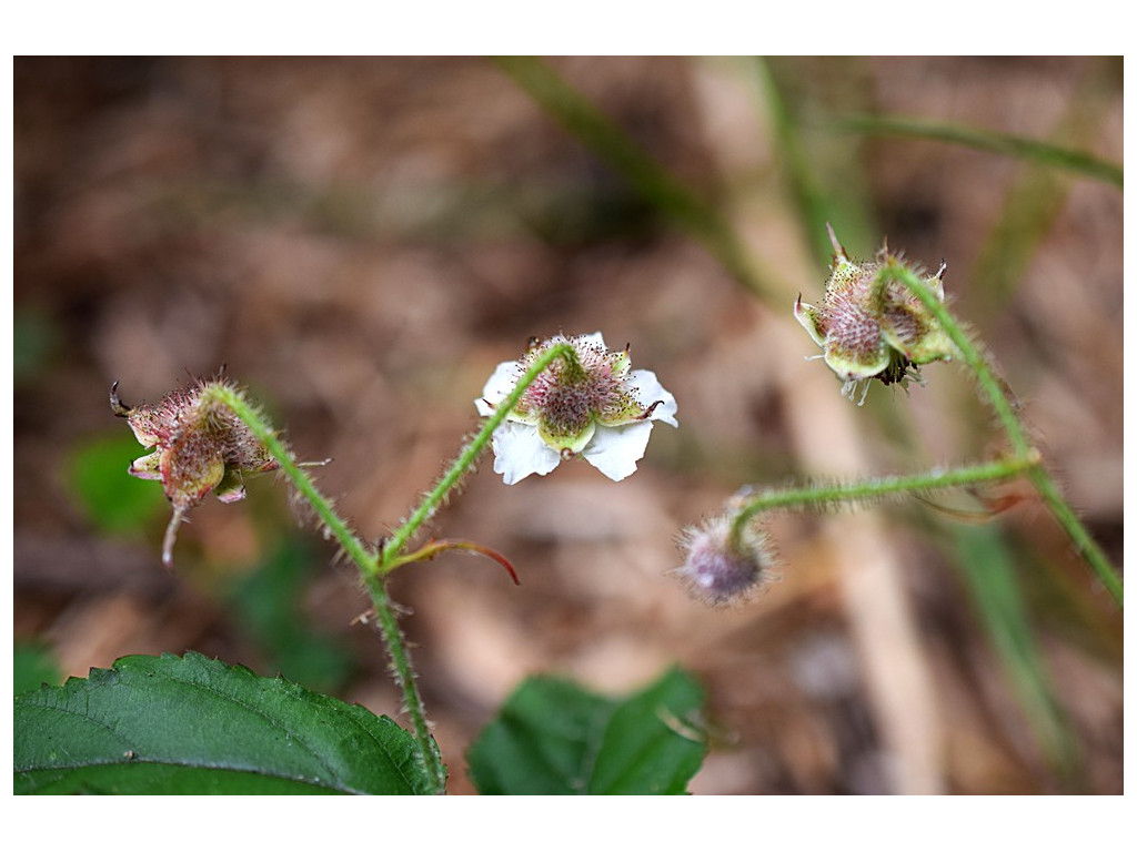 RUBUS SWINHOEI CBTW1518 RUBUS SWINHOEI CBTW1518