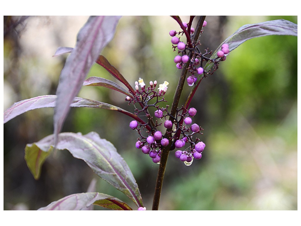 CALLICARPA KWANGTUNGENSIS
