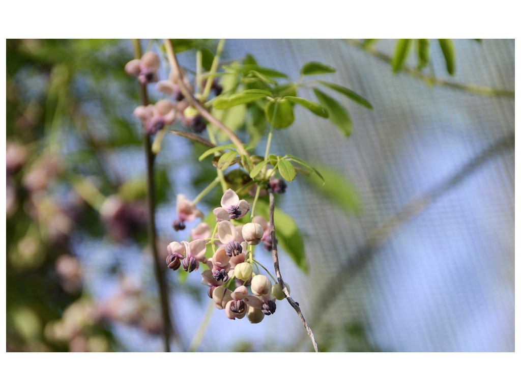 AKEBIA QUINATA 'JIRISAN PINK' CBKR1292