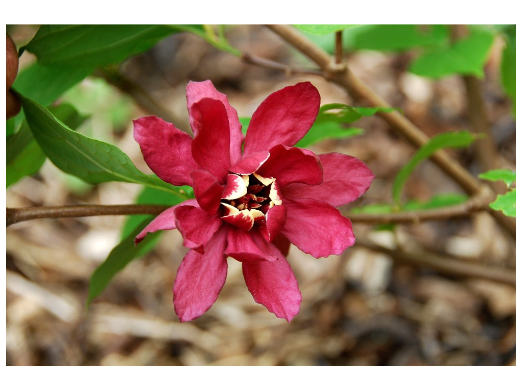 SINOCALYCANTHUS x RAULSTONII 'HARTLAGE WINE' SINOCALYCANTHUS x RAULSTONII 'HARTLAGE WINE'
