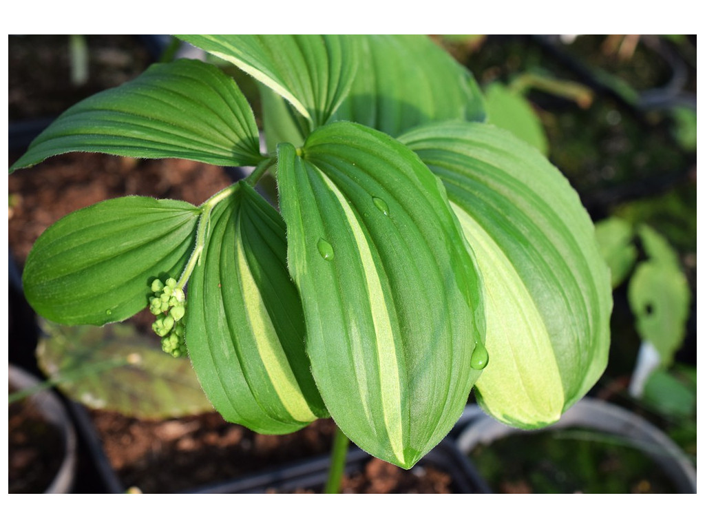 MAIANTHEMUM JAPONICUM 'TRESOR DU JAPON' MAIANTHEMUM JAPONICUM 'TRESOR DU JAPON'